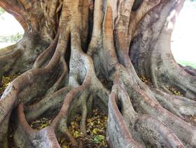 tree roots in botanic gardens Sydney